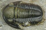 Two Detailed Gerastos Trilobite Fossils - Morocco #376924-1